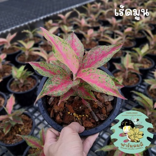 อโกลนีมา เรดมูน/เร้ดมูน Aglaonema "Red Moon" 5-7ใบ กระถาง 5"