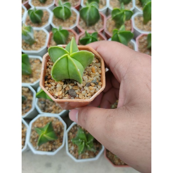 ไมริโอสติกม่า เขียว หมวกสังฆราช Astrophytum Myriostigma