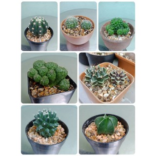 กระบองเพชร #cactus🌵🌵