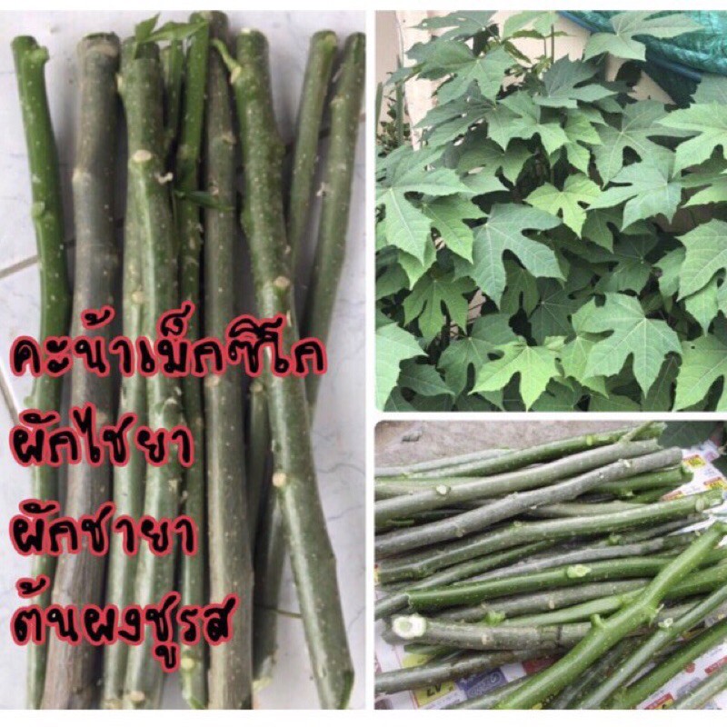 คะน้าเม็กซิโก ผักไชยา ผักชายา ผักโขมต้น ต้นผงชูรส (กิ่งสด) ซื้อ 5 กิ่งแถม 1 กิ่ง ,10 กิ่งแถม 3 กิ่ง