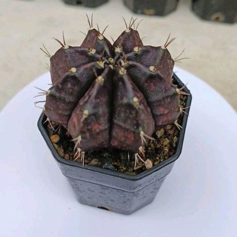 แคคตัส ไม้ชำหน่อ ต้นพ่อมีนามว่า Black Widow สวยงามตามดั่งภาพที่เห็น  (ต่อรองราคาได้ เสนอมาเลยในแชทคร