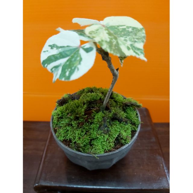 บอนไซ โพธิ์ 7 สี ไม้มงคล พร้อมกระถาง( รูปร่างแต่ละต้นไม่เหมือนกัน)ใบมีขนละเอียดเล็กๆฟอกอากาศได้เป็นอย่างดี