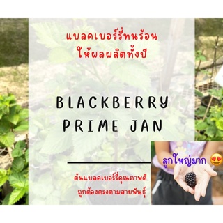 ต้นพันธุ์แบลคเบอร์รี่ พันธุ์ พรามแจน Prime Jan