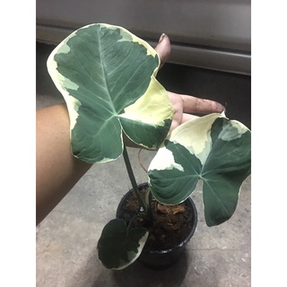 ต้นถุงเงินถุงทอง “XANTHOSOMA”  (Mickey Mouse Plant)🎋ไม้มงคล