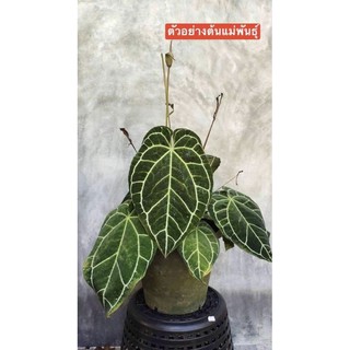 🏡Anthurium Crystallinum หน้าวัวใบกำมะหยี่ (ไฮบริด) ไซต์ S กระถาง 2-3 นิ้ว รากแน่ ฟอร์มสวย หากด่างราคาจะแพงมาก