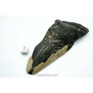 [อายุกว่า 20 ล้านปี!] #M37 ฟอสซิล ฟันฉลามยักษ์ Megalodon Fossil Tooth ขนาด 4.75" หนัก 149g จาก USA