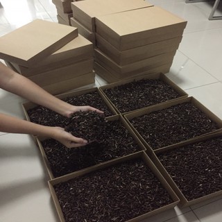 Agarwood Seed Gaharu Seeds เมล็ดกฤษณา เก็บสดใหม่ทุกวัน ปลูกง่าย จัดส่งทั้งในและต่างประเทศ