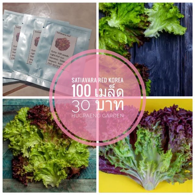 ผักสลัดเกาหลี สเตเวีย 100 เมล็ด 30 บาท