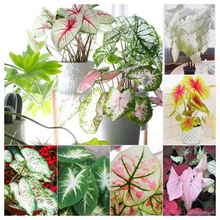 ถูก ใหม่ สายพันธุ์บอนสี 100เมล็ด Mixed Colors Caladium Seeds Flower Seed บอนสีหายาก ต้นไม้บอลสี ต้นไม้มงคล ต้นไม้ฟอกอ A7