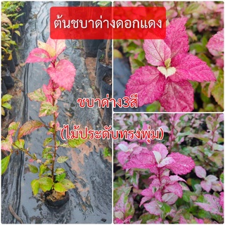 ต้นชบาด่าง ชบาด่าง3สี ดอกสีแดง ไม้ประดับ ไม้ทรงพุ่ม ดอกสวย