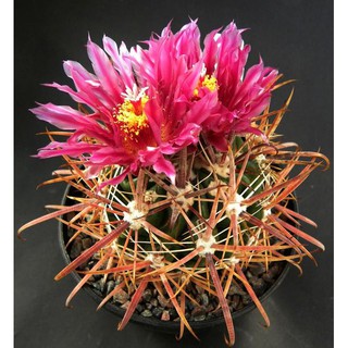 เมล็ดกระบองเพชร Ferocactus fordii v borealis (50 เมล็ด)