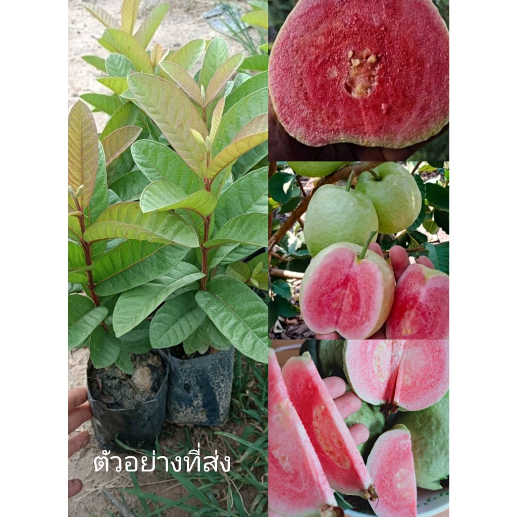 #ฝรั่งกิมจู
#สายพันธุ์ฝรั่งลูกผสม
#ฝรั่งแดงกิมจูลูกผสม
#ต้นกล้าเพาะเมล็ด
#ต้นไม้ผล