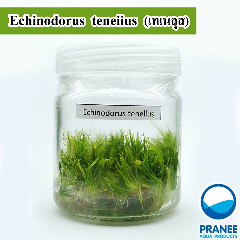 Echiodorus Tenenrus เนื้อเยื่อ อเมซอนเทเนลุส ต้นไม้น้ำ ไม้น้ำตู้ปลา