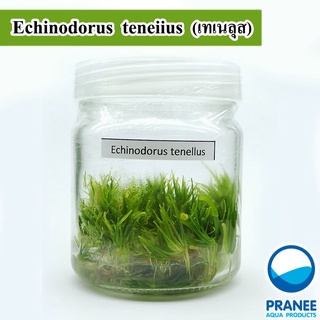 Echiodorus Tenenrus เทเนลุสอเมซอนเล็กที่สุด​ (เนื้อเยื่อ ) ต้นไม้น้ำ ไม้น้ำตู้ปลา