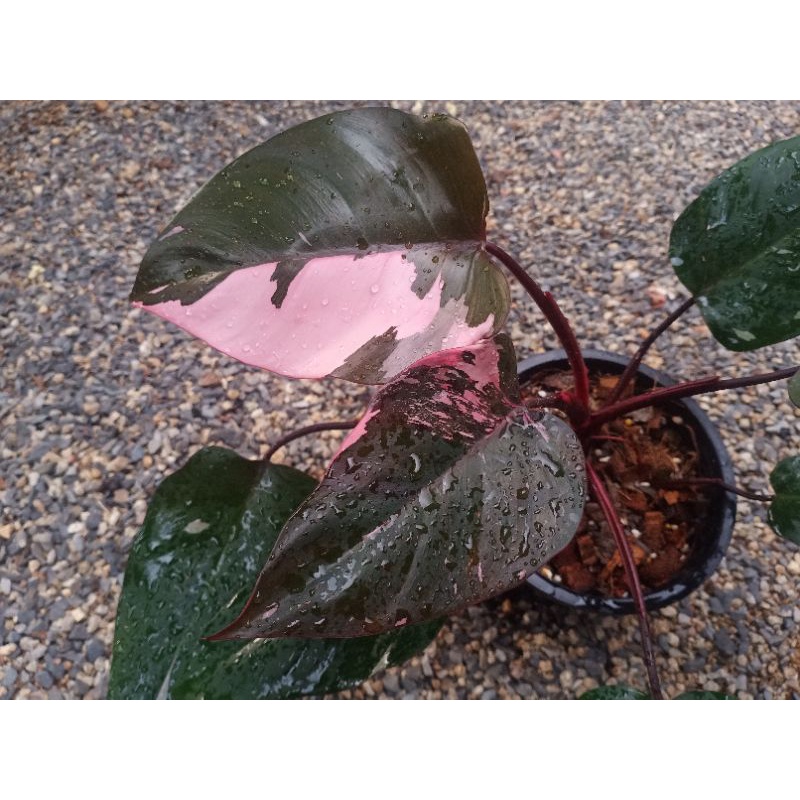 Philodendron - Pink Princess  กระถาง 6 นิ้ว ไม้วางข้อ