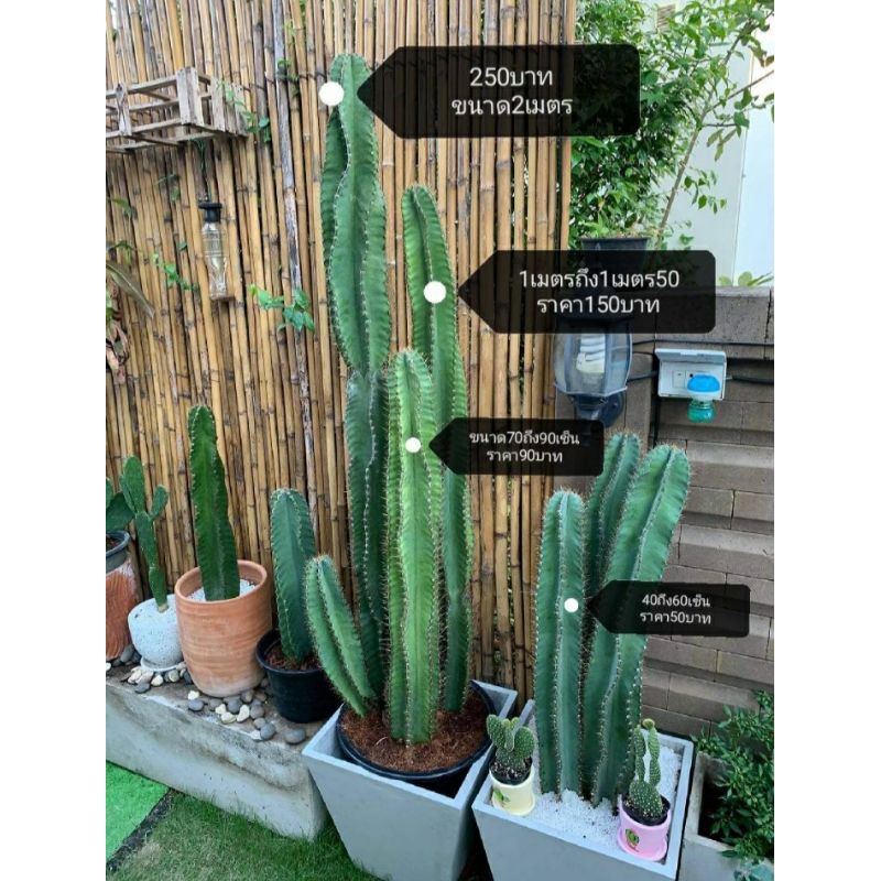 🌵🌵คอนโดนางฟ้ายักษ์กระบองเพชร🌵🌵