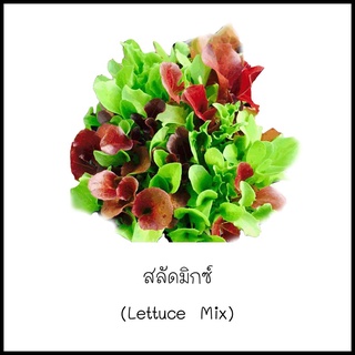 เมล็ดสลัดมิกซ์ (Lettuce Mix) 60 เมล็ด [10 แถม 1 คละได้]