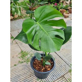 มอนสเตอรา (Monstera)