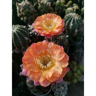 กระบองเพชร cactus หน่อเด็ดสด echinopsis เหลืองเหลือบชมพู ไม้นำเข้า ออกดอกในไทยแล้ว  ขนาด 3 ซม.ขึ้นไป