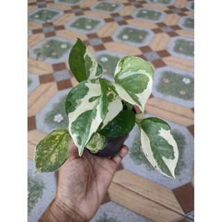 Epipremnum aureum หรือพลูงาช้าง หรือพลูด่างอินเดีย