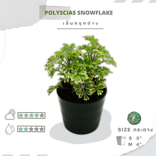 🌿🌿เล็บครุฑด่าง Size S-M " Polyscias (Snowflake) "🌿🌿