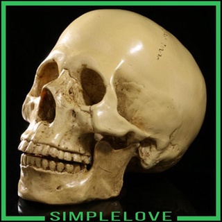 [simplelove] โมเดลหัวกะโหลกมนุษย์ เรซิ่น 1:1 สไตล์โบราณ