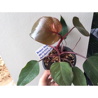 Philodendron Pink Princess เจ้าหญิงสีชมพู