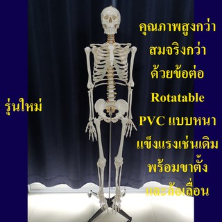 โครงกระดูกจำลอง ขนาดเท่าจริง สูง 178 ซม. แบบกระดูกอ่อนใส รุ่น PVC แข็งแรงพิเศษ