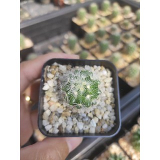 กระบองเพชร แคคตัส (Cactus) แมมมิลลาเรีย คามิเน่ (Mammillaria carmenae) White flower