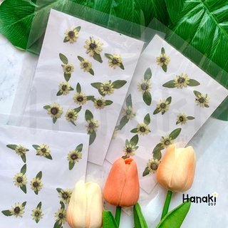 【พร้อมส่ง】ดอกบัตเตอร์เดซี่ ดอกบัตเตอร์เดซี่ทับแห้ง ดอกไม้ทับแห้ง ดอกไม้จริงทับแห้ง Pressed Flowers💐