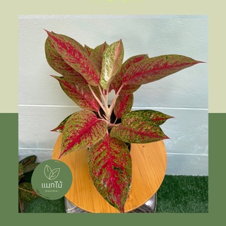 🌿 ลายน้ำทอง ❥🌿 ไม้มงคลในตระกูล “อโกลนีมา (Aglaonema)”  ไม้ฟอกอากาศ  กระถางขนาด 7.5 นิ้ว