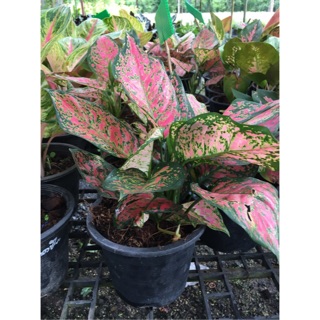 ต้นอโกลนีมา หรือต้นอัญมณีแดง Aglaonema ไม้มงคล ไม้ประดับ กระถาง6นิ้ว (1ต้น/แพค)