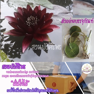 ต้นพันธุ์บัวฝรั่ง "แบล็คปริ้นเซส" (Black Princess)