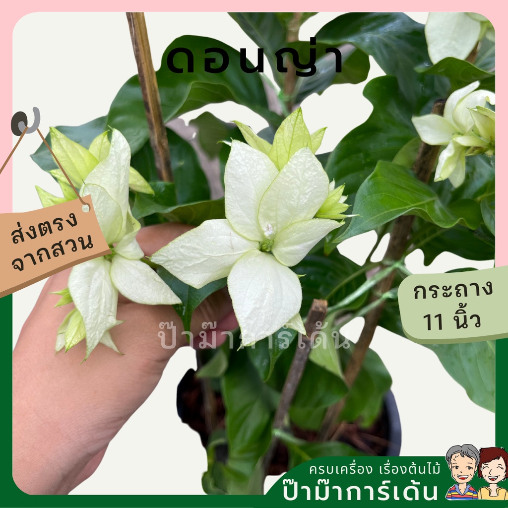 มุมมอง 2