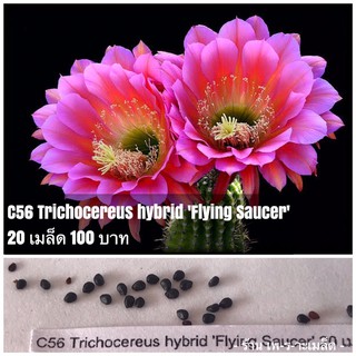 C56 Trichocereus hybrid Flying Saucer 20 เมล็ด 100 บาท