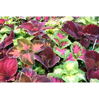 50 เมล็ด เมล็ดพันธุ์ ฤาษีผสม Coleus Seeds