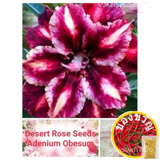 Adenium Obesum "Lightning Purple" Seeds (2pcs)帽子/手链/鲜花/苹果/上衣/木瓜/种子/玫瑰/内裤/seeds/ BB7F