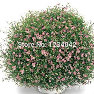 Free shipping, 100PC starry flower seeds, very fragrant flowers bonsai plants芹菜/裙子/seeds/男装/帽子/儿童/向日葵/上衣/母婴/种子/ IR7L