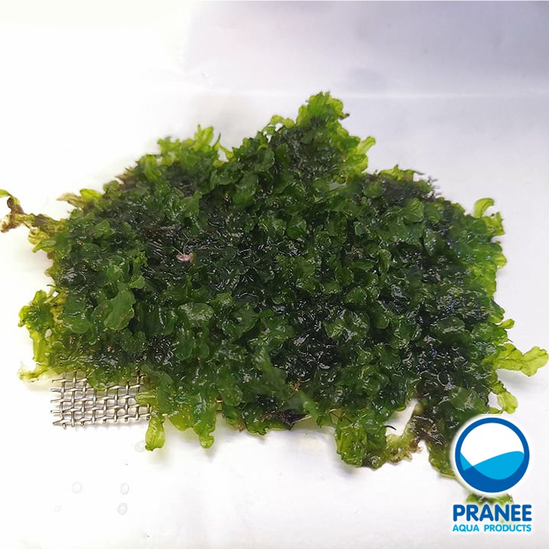 มอส พิเรีย (Pelia moss) ต้นไม้น้ำ  ซื้อ 2 แถม 1***กรุณาอ่านรายละเอียดก่อนสั่งซื้อ***