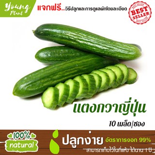 เมล็ดแตงกวาญี่ปุ่น 10เมล็ด อัตราการงอก95% (แถมฟรี!!! เมล็ดผักกวางตุ้ง500 เม็ด)