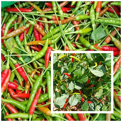 เมล็ดพันธุ์ พริกขี้หนูสวนซองละ 500/300/200/100 เมล็ด #ซื้อ3แถม1