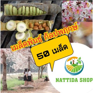 เมล็ดพันธุ์กัลปพฤกษ์ 50 เมล็ด พร้อมปลูก ต้นกัลปพฤกษ์ กัลปพฤกษ์