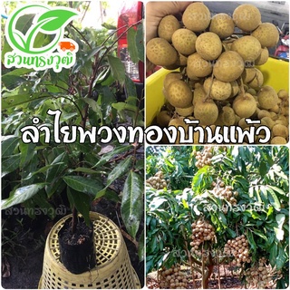 ลําไยพวงทอง บ้านแพ้ว กิ่งตอนชำลงถุง แท้💯%