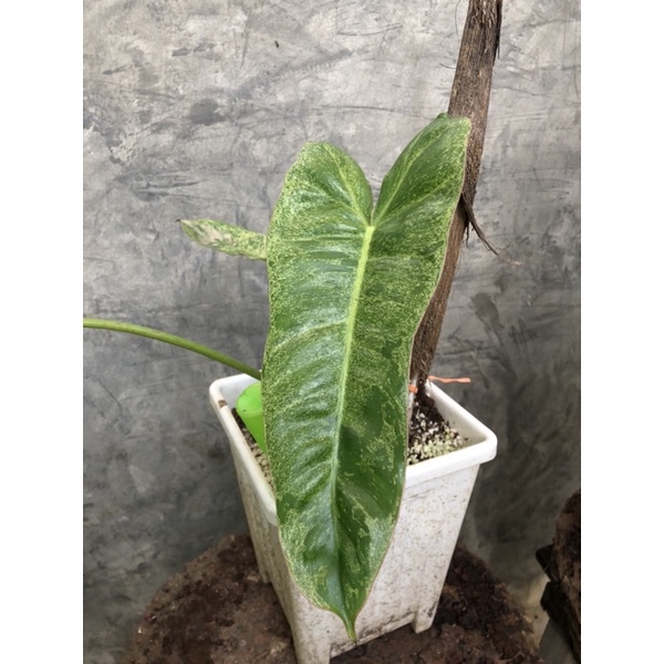 🪴 Philodendron paraiso ฟิโลเดนดรอนพาไรโซ่ 🪴