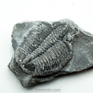 [อายุกว่า 505 ล้านปี!!!] #199 ฟอสซิล ไทรโลไบต์ Elrathia Kingi Trilobite ของแท้ ขนาดเล็ก บน Matrix จาก USA