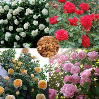 30 เมล็ด เมล็ดพันธุ์ กุหลาบพวง Floribunda Rose Seeds คละสี ดอกหอม นำเข้าจากต่างประเทศ พร้อมคู่มือ เมล็ดสด ใหม่