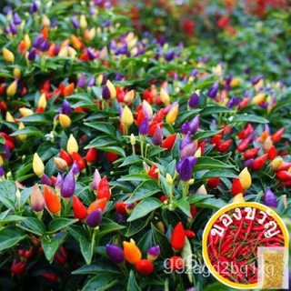 Edible Colored Pepper Vegetables Colorful Peppers Vegetable Seeds Balcony Flower Pot Flowering Species Indoor Everbloomi