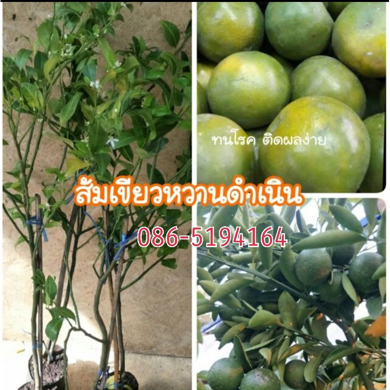 ต้นส้มเขียวหวานดำเนิน  สูง 70-100 ซม. รับประกันความเสียหายระหว่างการขนส่ง ติดดอกและผลแล้ว – โปรปัง