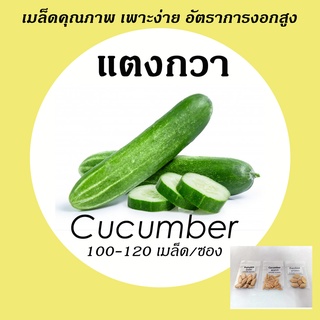 เมล็ดแตงกวา 10 บาท 25-35 เมล็ด เพาะง่าย อัตราการงอกสูง  (ผัก ผักสวนครัว เมล็ดผัก เมล็ดพันธุ์ผัก ผักอินทรีย์  )