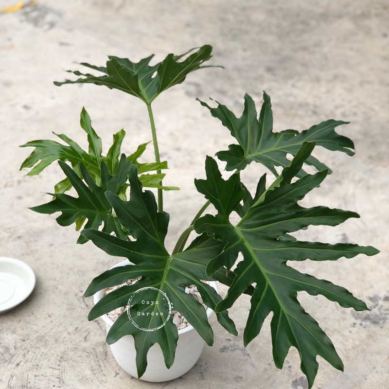 ฟิโลใบมะละกอเขียว ฟิโลเดนดรอน ไบพินนาติฟิดัม Philodendron bipinnatifidum Schott